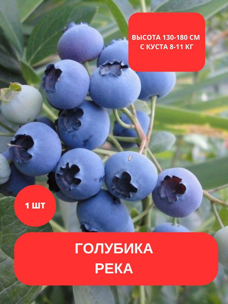 Голубика дюк характеристики