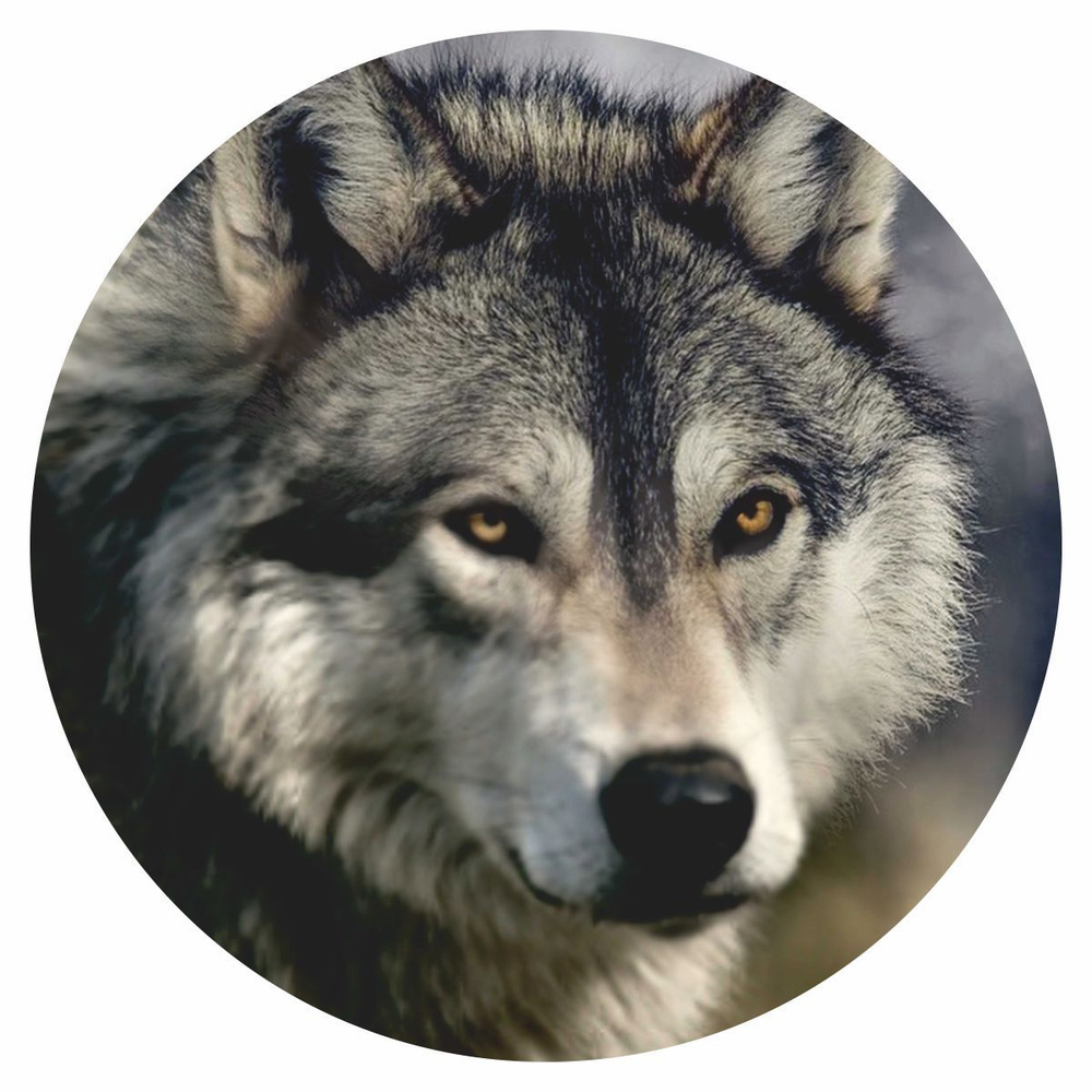 наклейка на запасное колесо звери цветные Волк вид №2, 560х560х1мм, Арт рэйсинг  #1