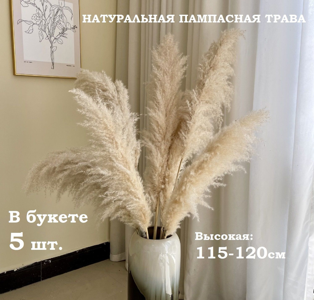 Пампасная трава Кортадерия сухоцвет высокая 115 см 5 штук  #1