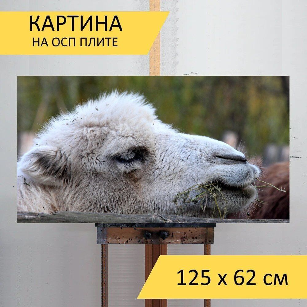 LotsPrints Картина "Верблюд, голова верблюда, крупный план 41", 125 х 62 см  #1