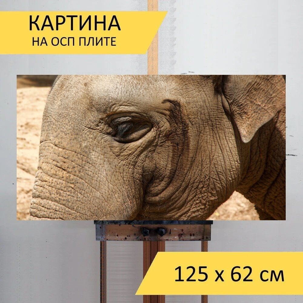 LotsPrints Картина "Слон, зоопарк, глаз 31", 125  х 62 см #1