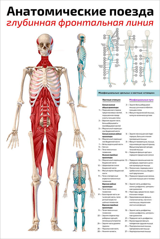Плакат обучающий А2 ламинир. Анатомические поезда: глубинная фронтальная линия 457x610 мм  #1