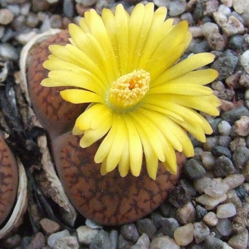 Суккулент Литопс Lithops Aucampiae mix семена (10 ШТ) #1