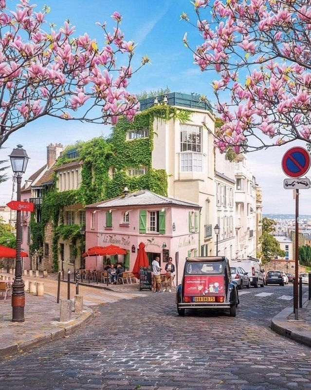 Картина по номерам на холсте 40х50 "Цветущая магнолия в Париже"  #1