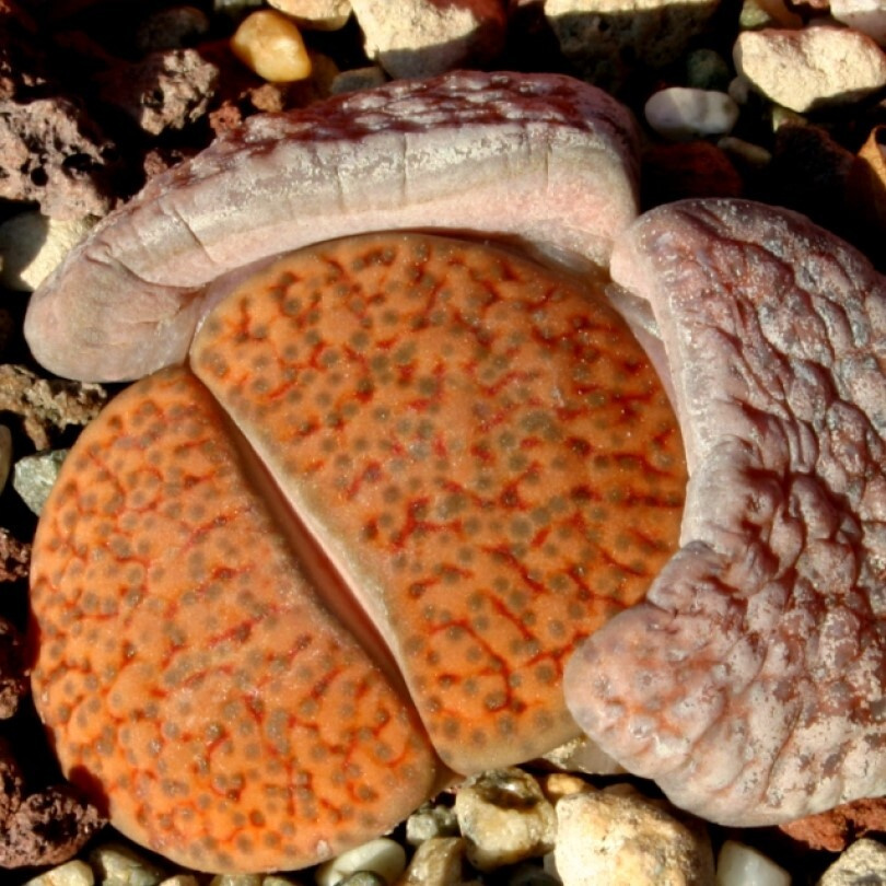 Суккулент Литопс Lithops fulviceps C-170 семена (10 ШТ) #1