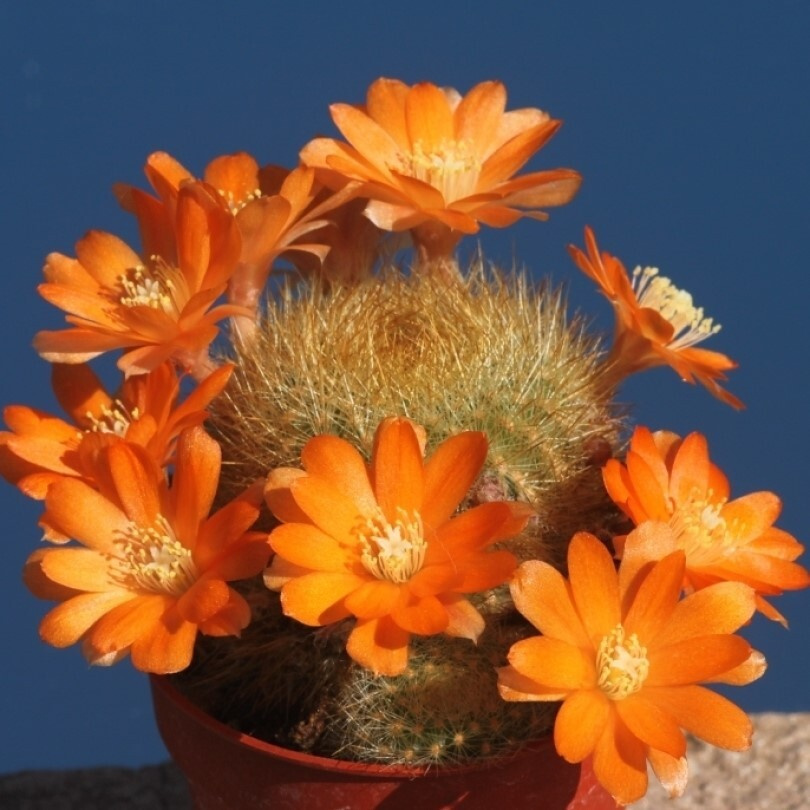 Суккулент Кактус Rebutia archibuiningiana L-404 семена (10 ШТ) #1