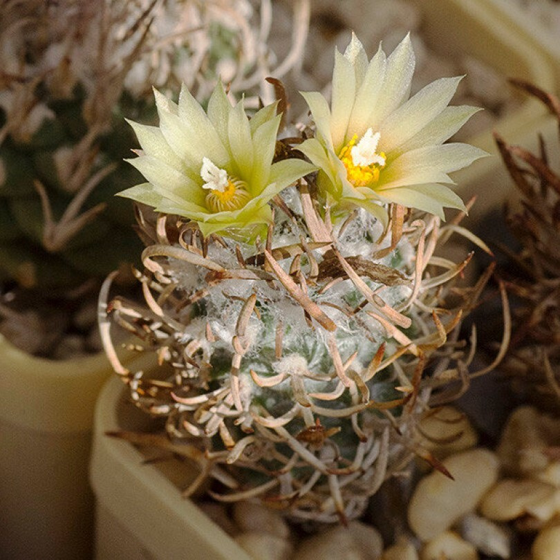 Суккулент Кактус Turbinicarpus flaviflorus TCG-13001 семена (10 ШТ) #1