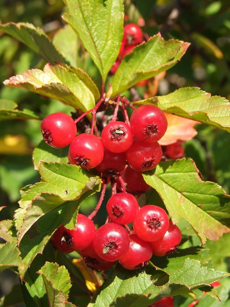 Семена Боярышник даурский (Crataegus dahurica), 15 штук #1