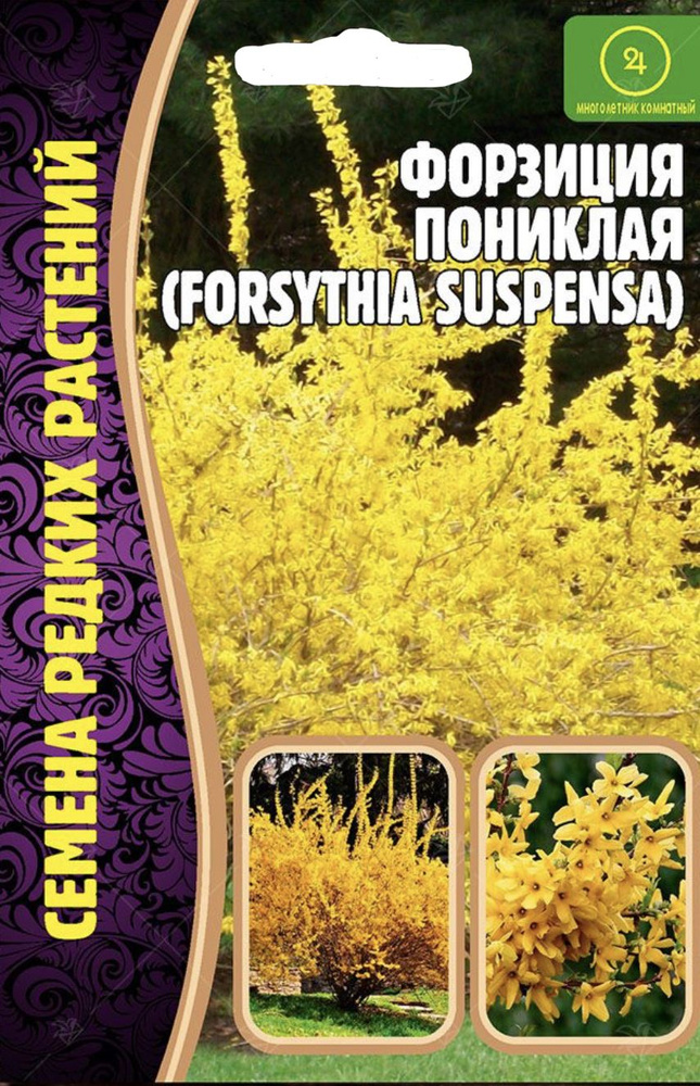 Форзиция Пониклая, 1 пакет, семена 20 шт, многолетний кустарник, ЧК  #1