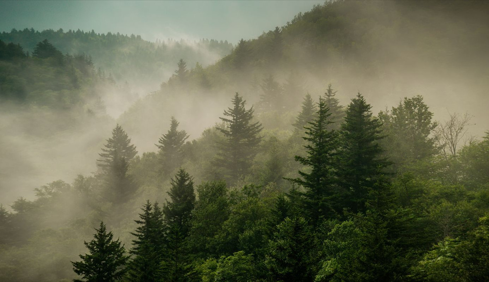 Фотообои флизелиновые на стену 3д GrandPik 2073 "Горный лес в тумане", 350х200 см(Ширина х Высота)  #1