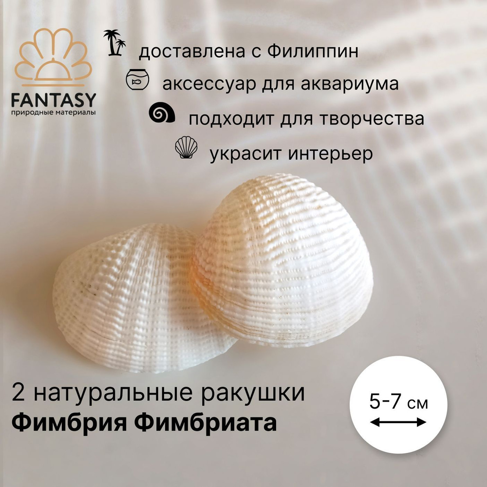 Натуральные морские ракушки FANTASY Фимбрия фимбриата 2 шт., 5-7 см  #1