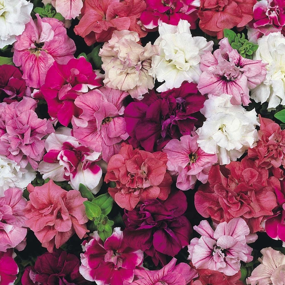 Петуния многоцветковая- микс 5 цветов (лат. Petunia hybrida multiflora) СЕМЕНА 30шт + подарочек  #1