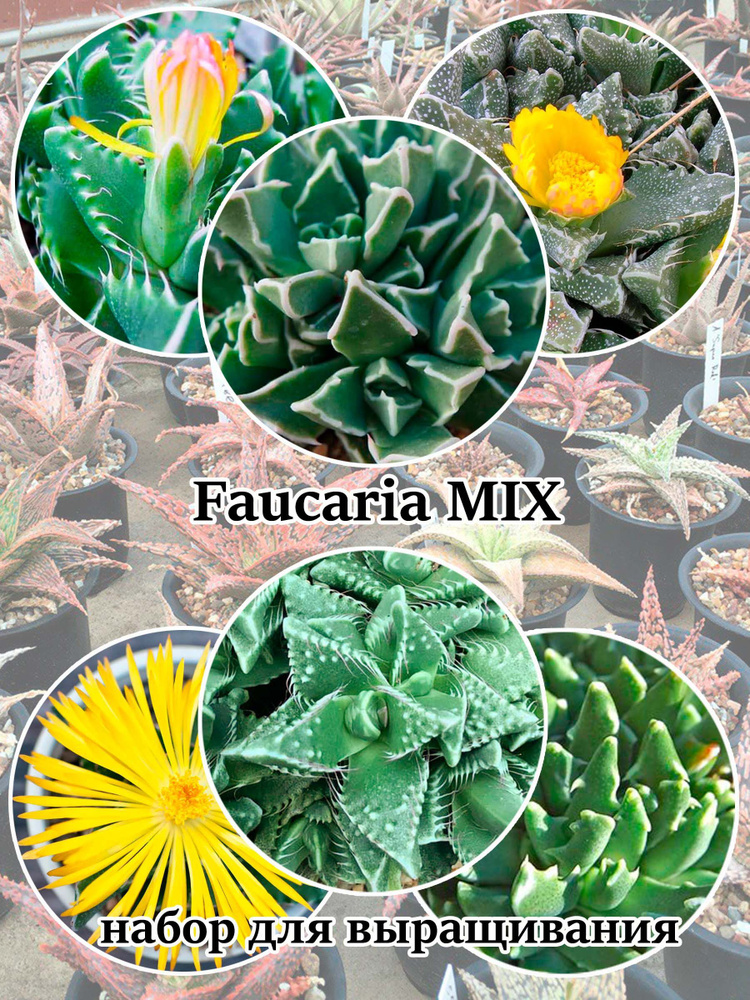 Суккулент Faucaria MIX набор для выращивания (семена, грунт, горшочек, инструкция по посеву).  #1