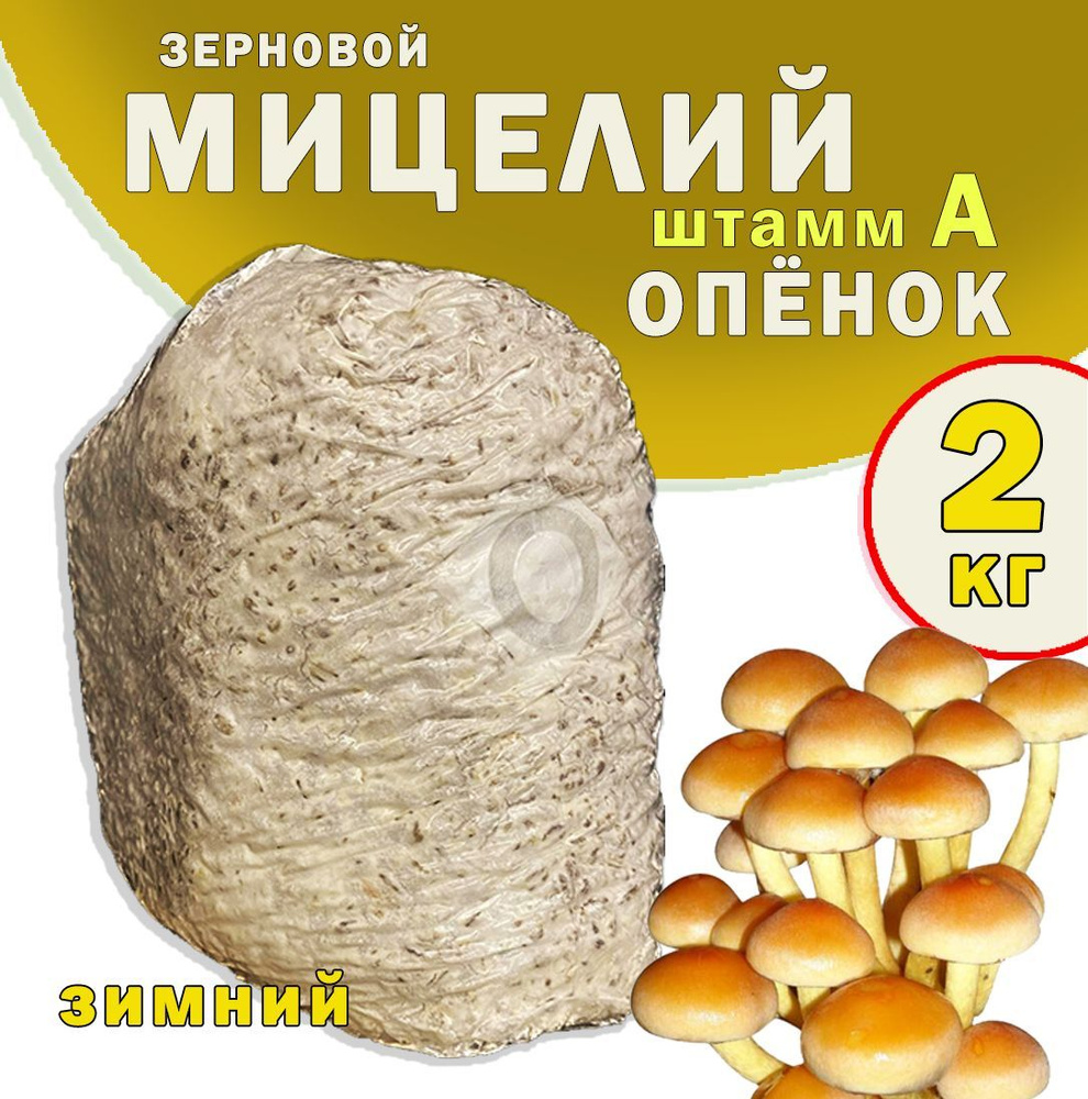 Мицелий грибов опенок зимний зерновой (Flammulina штамм А) - 2 кг.  #1