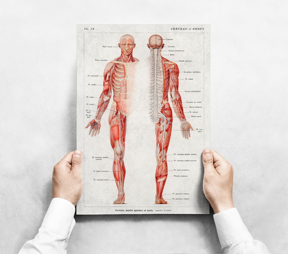 Плакат "Нервная система человека" / Интерьерный постер формата 30х42 см в черной раме  #1