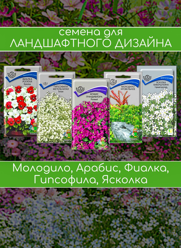 Дизайнерский набор многолетников. 5 упаковок семян: Арабис, Молодило, Фиалка, Гипсофила, Ясколка  #1