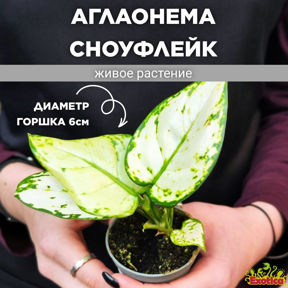 Аглаонема Сноуфлейк (Aglaonema Snowflake) D6см #1