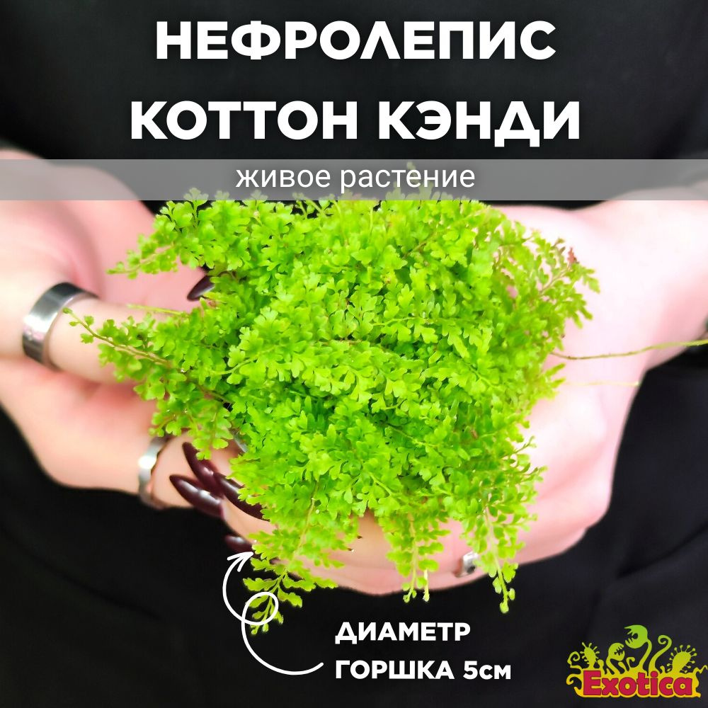 Нефролепис Коттон Кэнди (Nephrolpis Exaltata Cotton Candy) D6см #1