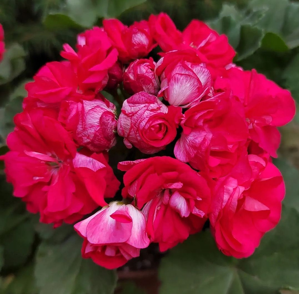 черенок пеларгония Анна Каренина герань розами #1