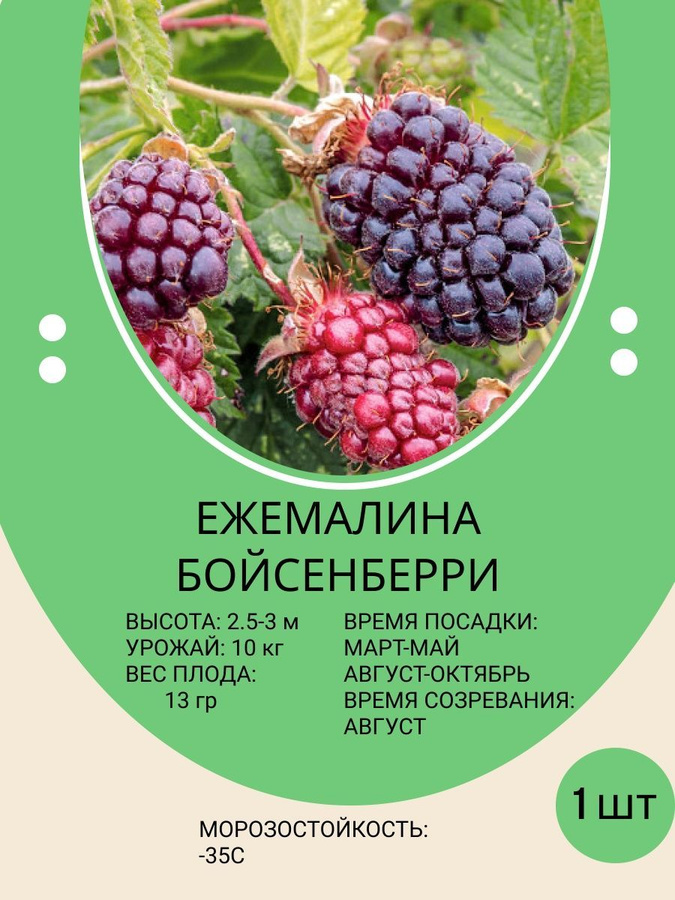 Ежемалина - Форум цветоводов Фрау Флора