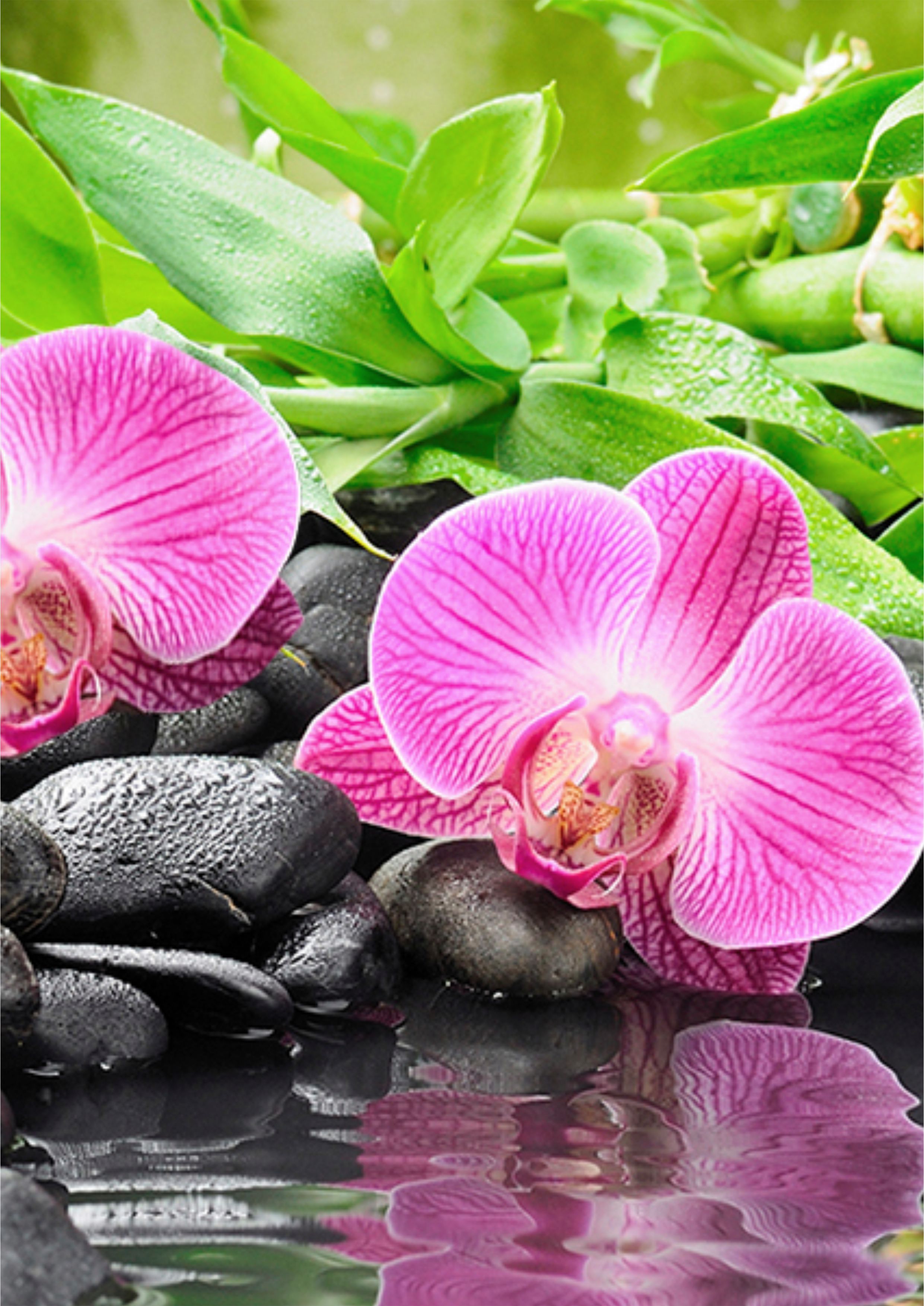 картинки на телефон красивые орхидея