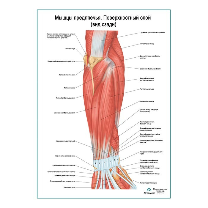 Мышцы предплечья, поверхностный слой. Вид сзади (анатомия человека) плакат глянцевый А1+, плотная фотобумага #1