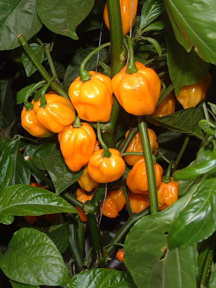 Семена Острый перец Scotch bonnet yellow (шотландская шляпа желтый), 5 штук  #1