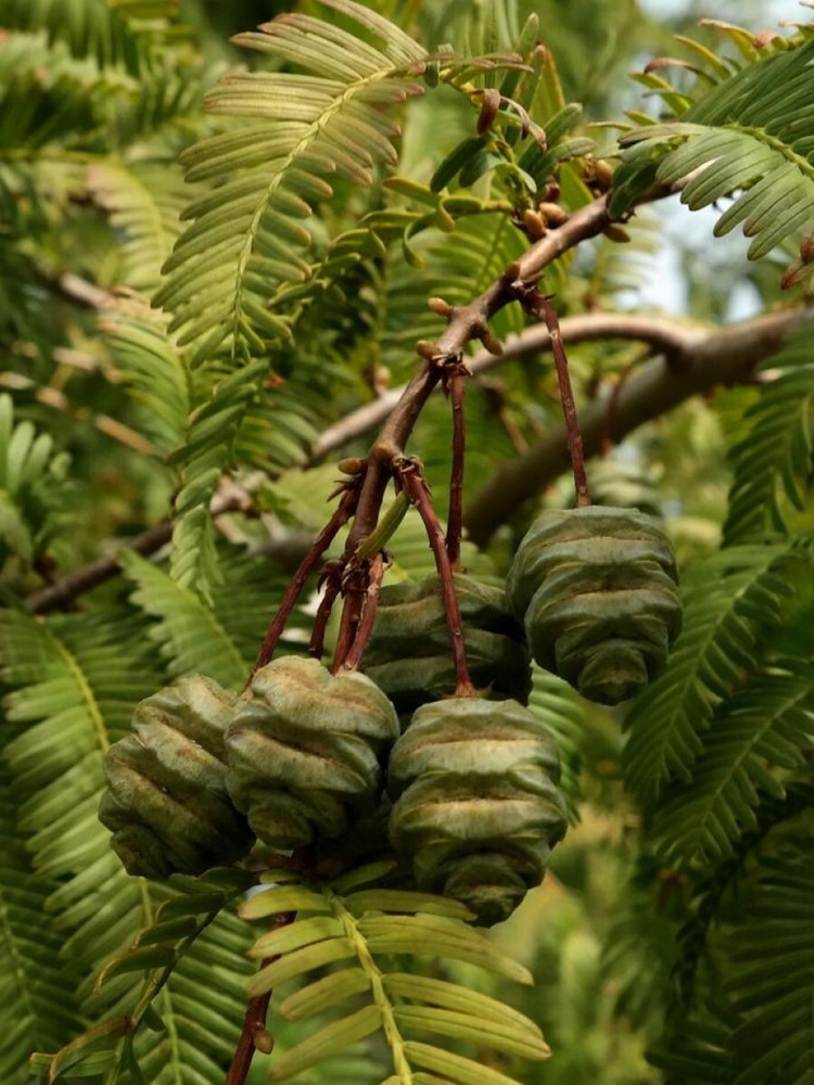 Семена Метасеквойя Китайская (Metasequoia glyptostroboides), 90 штук #1