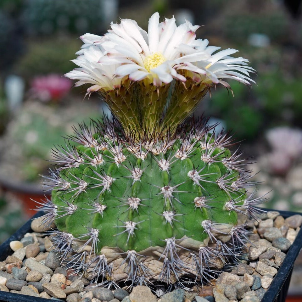 Суккулент Кактус Acanthocalycium violaceum P-110a семена (10 ШТ) #1