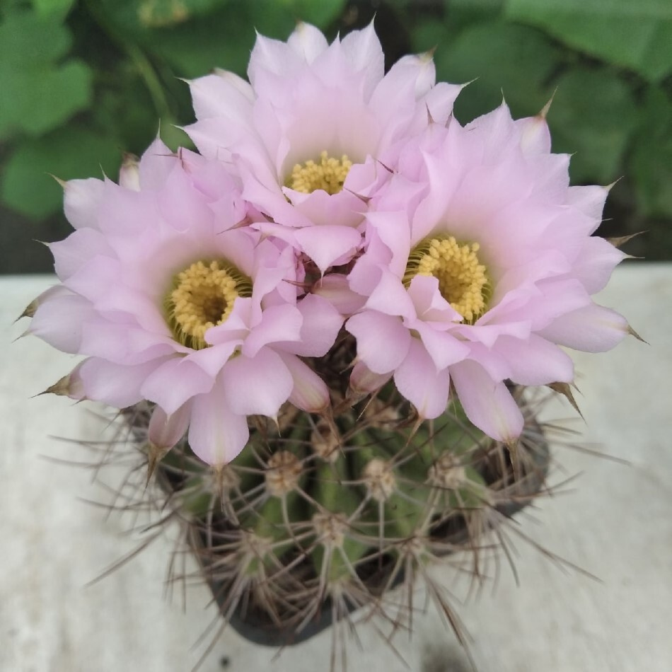 Суккулент Кактус Acanthocalycium violaceum VG-302 семена (10 ШТ) #1