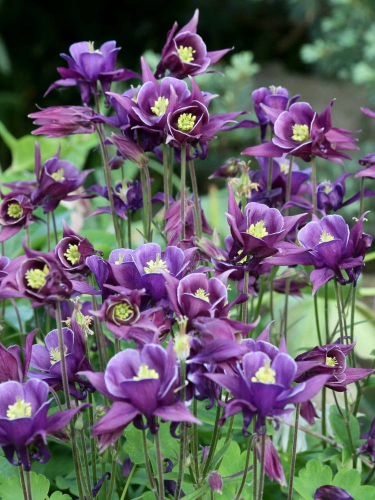 Семена Аквилегия водосбор микс (Aquilegia), 20 штук #1