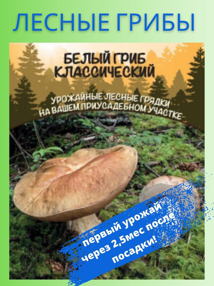 Белый Гриб Классический, 1 пакет, зерновой мицелий 30 мл, Уральский Дачник  #1