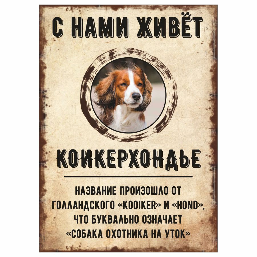 Табличка, декоративная, DANGER DOG, С нами живет Коикерхондье, 18см х 25см  #1
