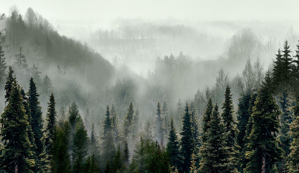 Фотообои флизелиновые на стену 3д GrandPik 10241 "Горный лес в тумане", 350х200 см(Ширина х Высота)  #1