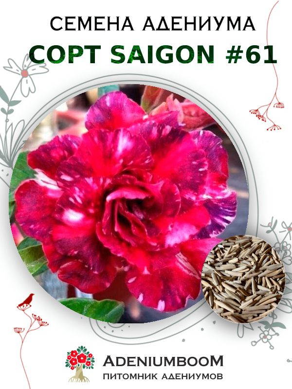 Семена Адениума Обесум от Saigon Adenium #61 (4шт.) / семена цветов комнатных суккулентов, набор семян #1