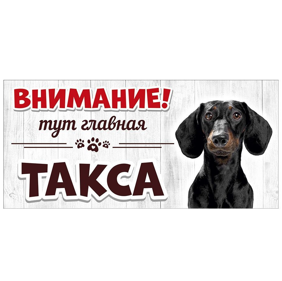 Табличка, Злая собака, Тут главная Такса, на металлической основе, 30см х 14 см, на забор, на дверь  #1