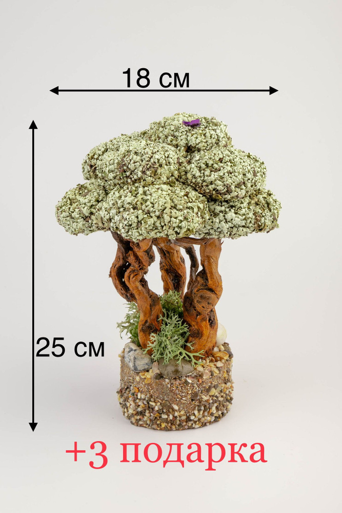 Живое дерево из исландского мха цетрария "Зефир" №12 #1