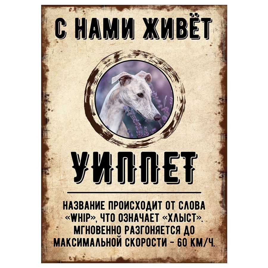 Табличка, декоративная, DANGER DOG, С нами живет Уиппет, 18см х 25см  #1