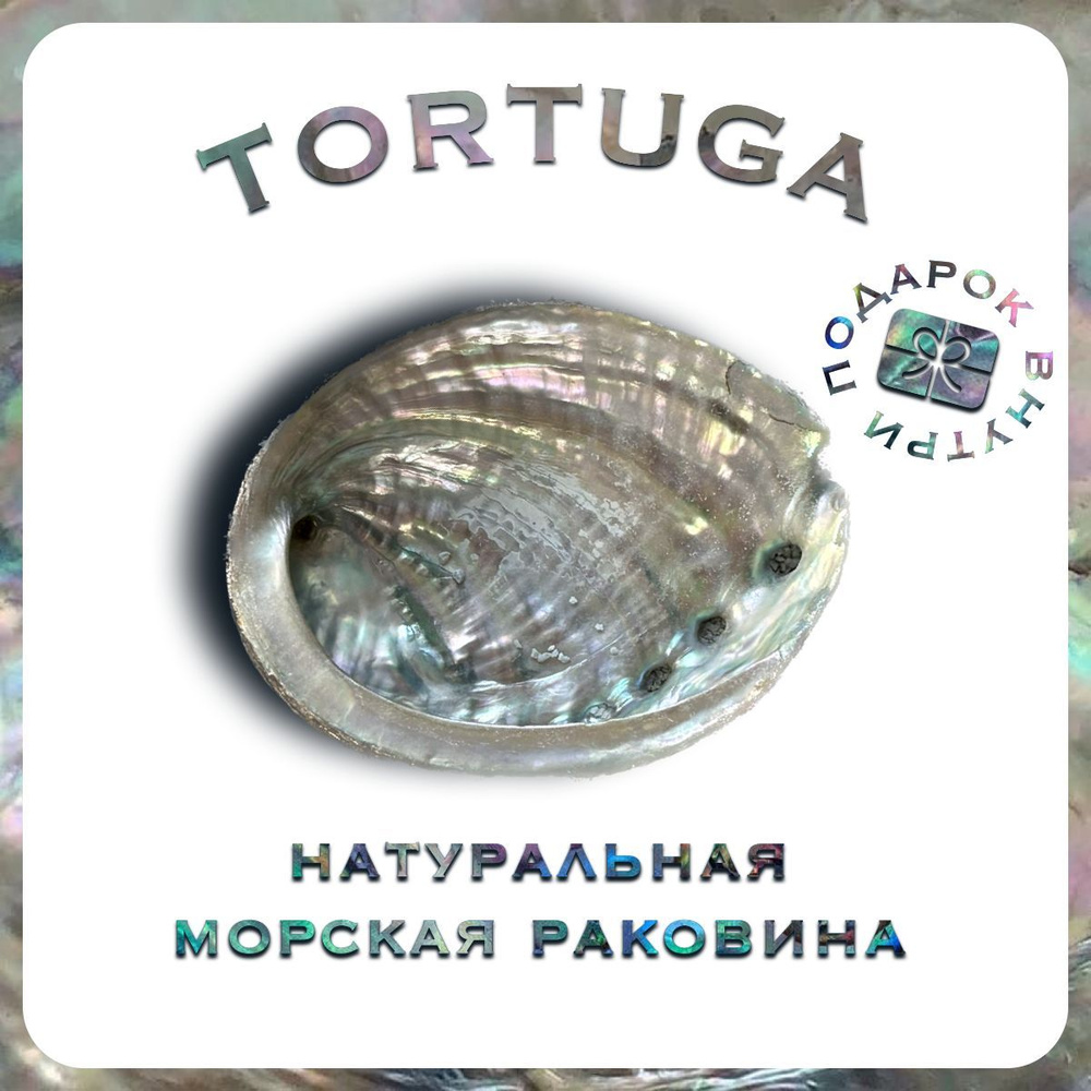 Подставка ракушка для благовоний "Sirens" TORTUGA, раковина абалон "морское ушко" 12см для пало санто, #1