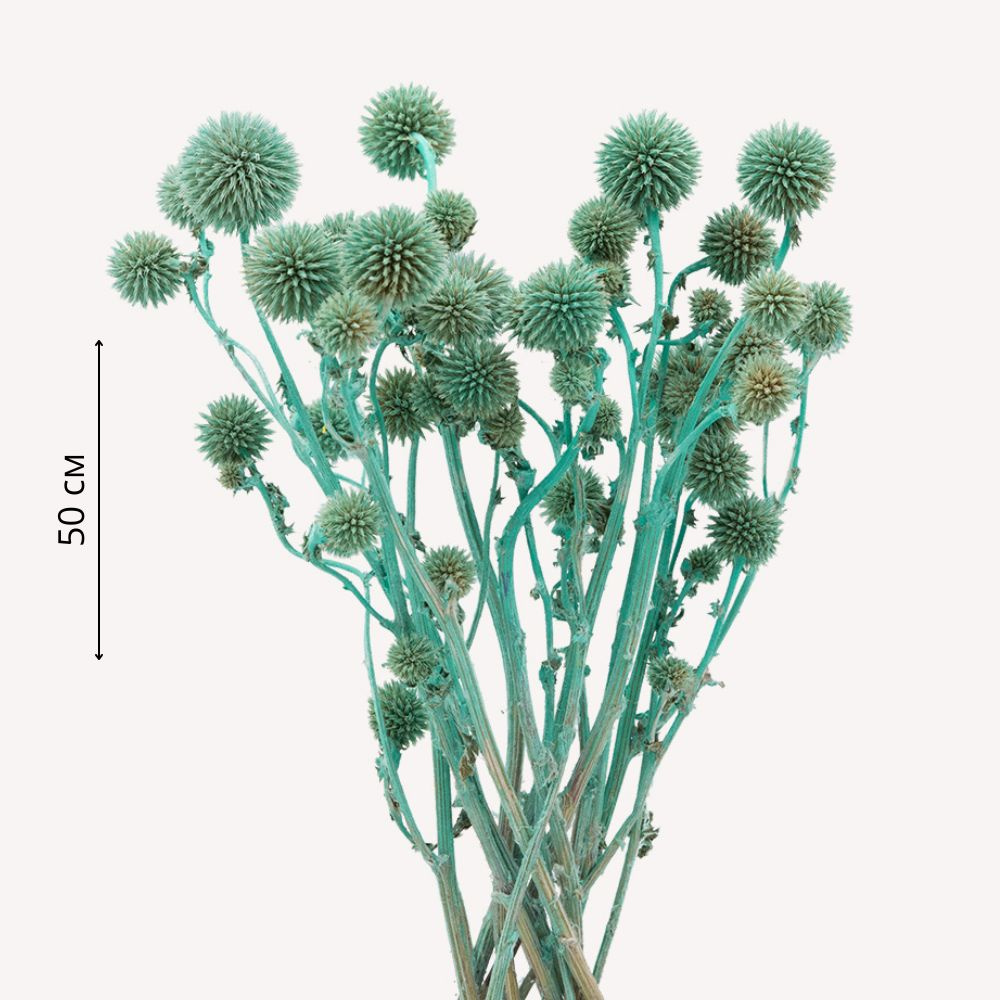 Букет из сухоцветов Эхинопс (мордовник), 3 ветки, 14-18 головок, длина 50 см, цвет голубой  #1