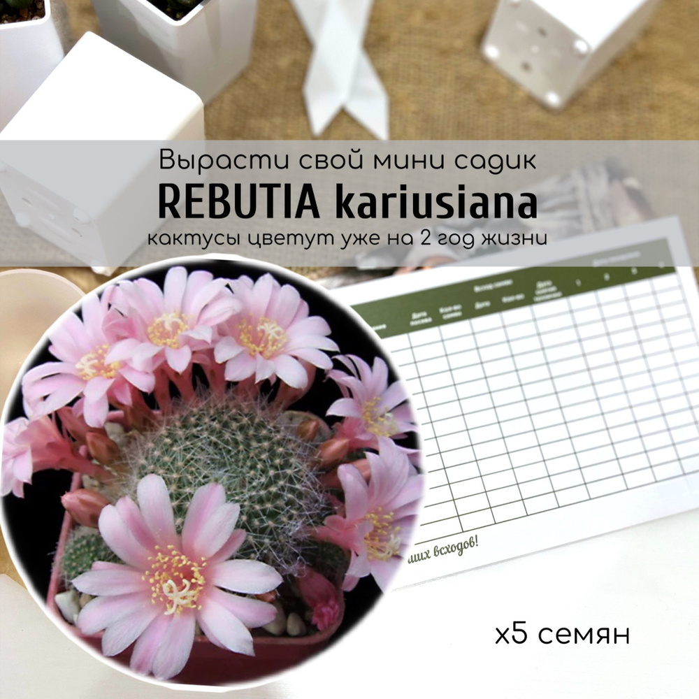 Семена кактуса Rebutia kariusiana цветки крупные светло-розовые. Растение для начинающих кактусоводов #1