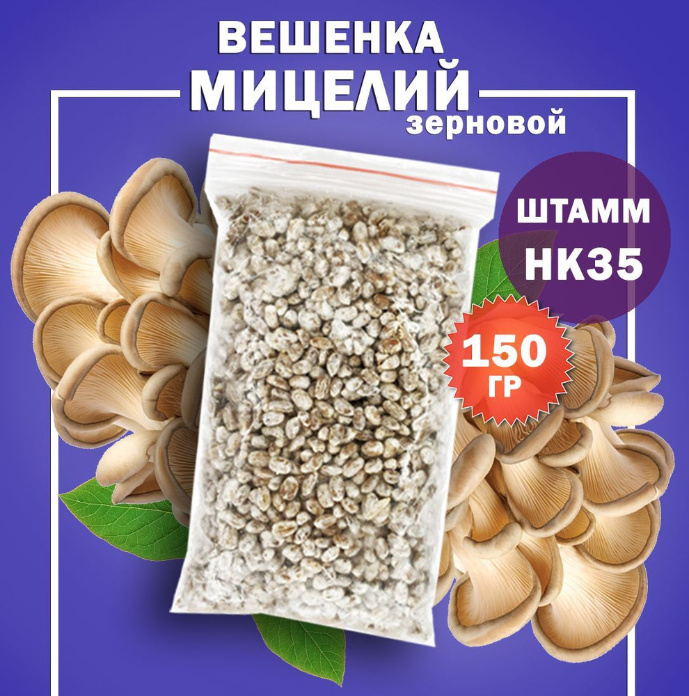 Мицелий грибов вешенка зерновой (штамм НК35) - 150 гр. купить c доставкой  на OZON по низкой цене (953929290)