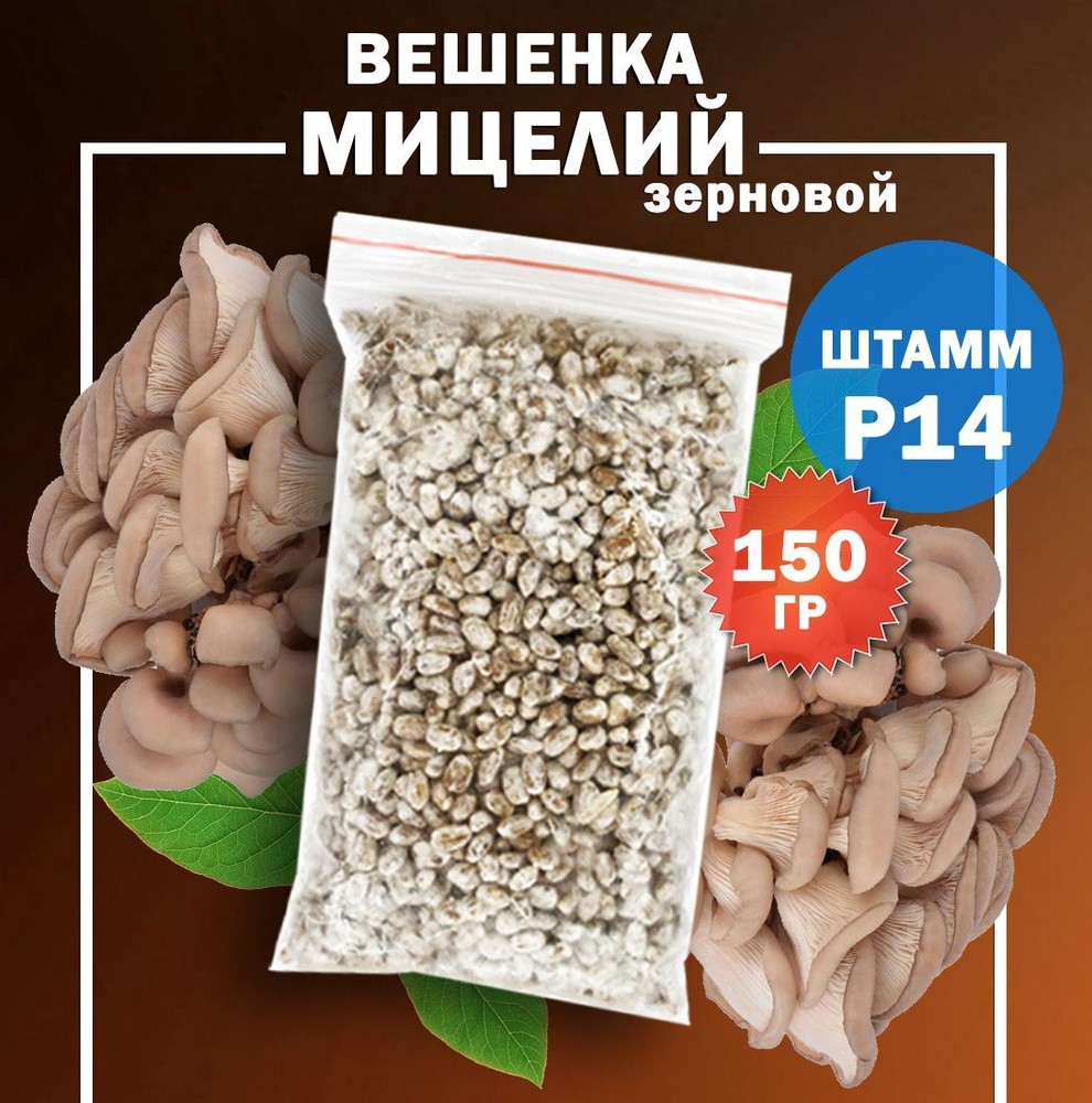 Мицелий грибов вешенка зерновой (штамм Р-14 / Летний) - 150 гр.  #1