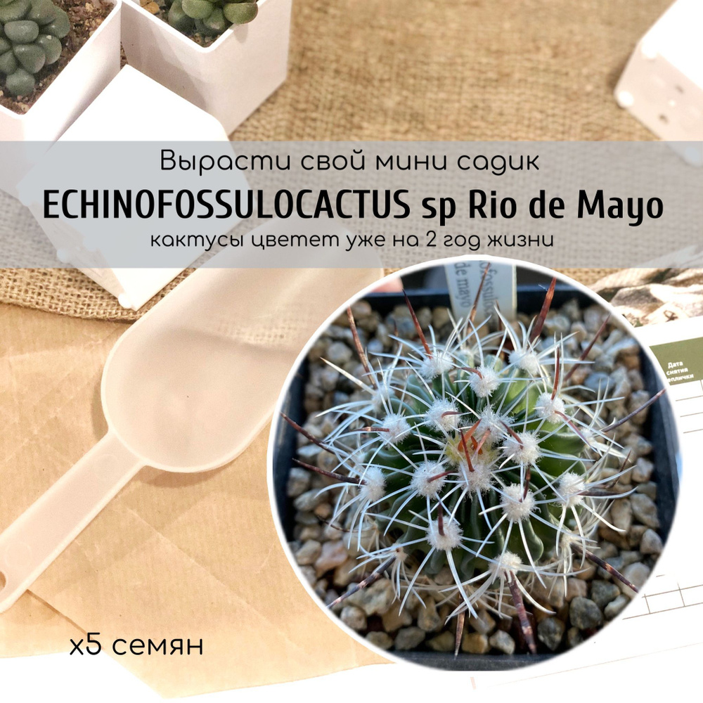 Семена "Стенокактус" Echinofossulocactus sp Rio de Mayo / Эхинофоссулокактус от Бюро семян суккулентов #1