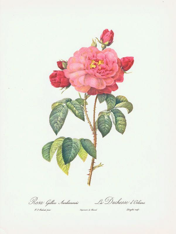 Орлеанская роза. Пьер-Жозеф Редуте. Антикварная офсетная литография. Англия, 1963 г.  #1
