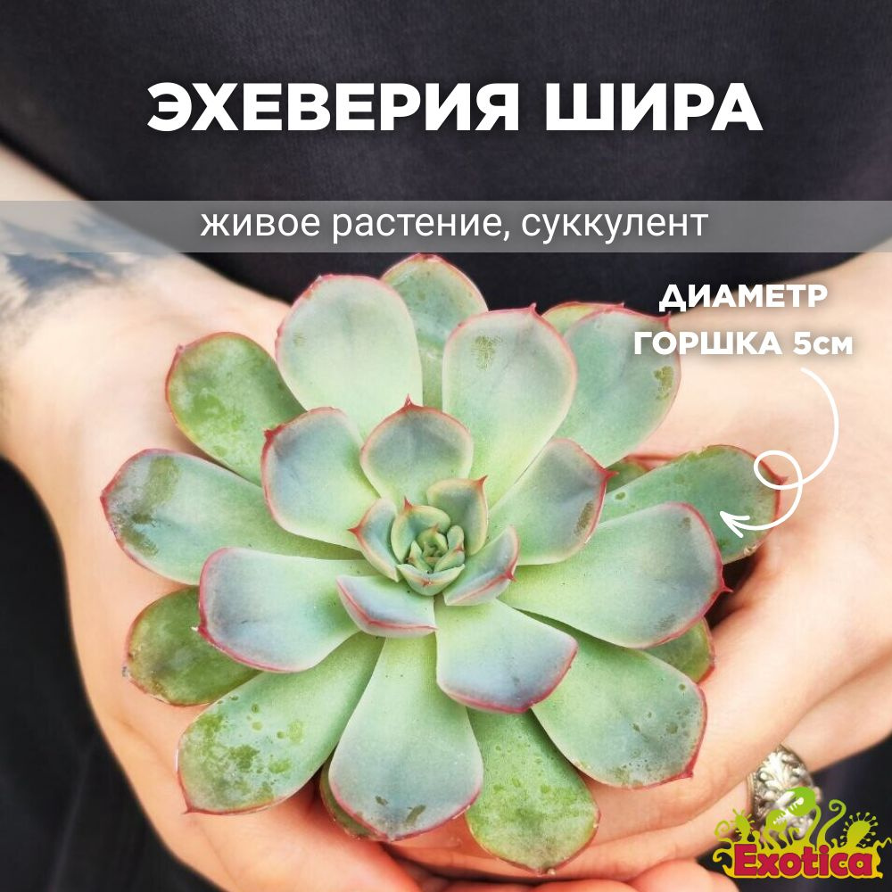 Эхеверия Шира (Echeveria Shira) D5см #1