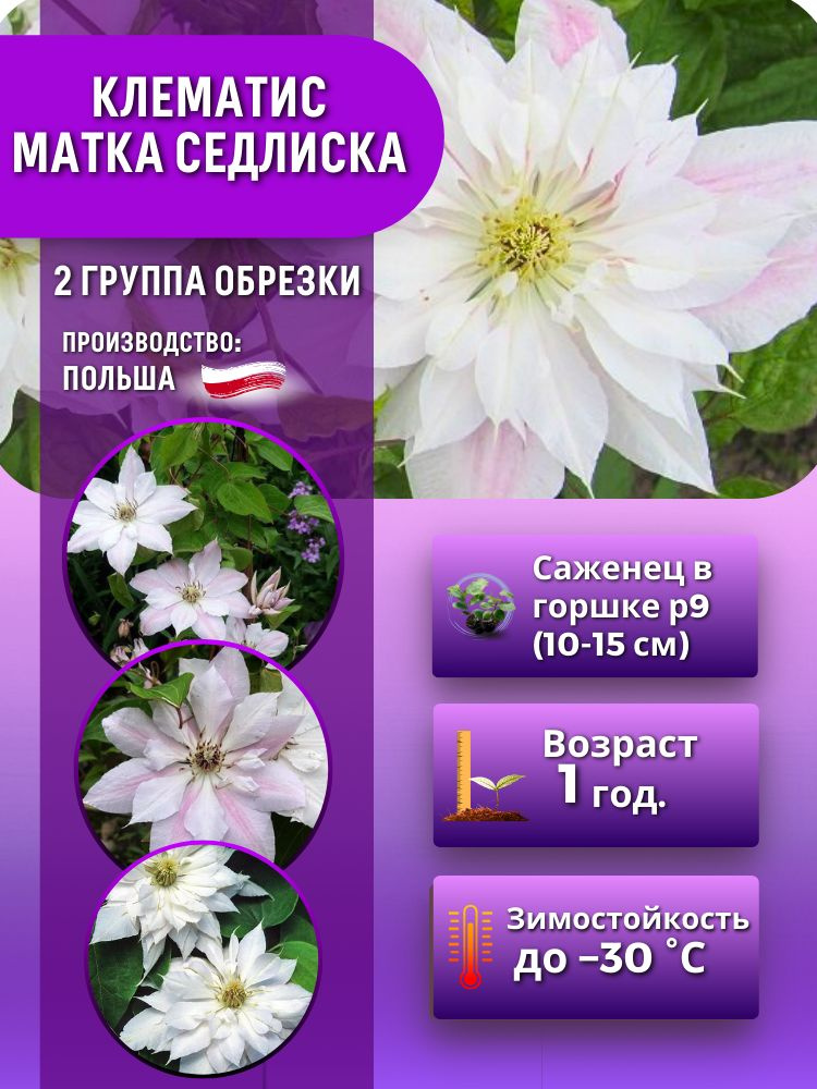 Клематис Матка Седлиска (саженец 10-15 см в горшке) #1