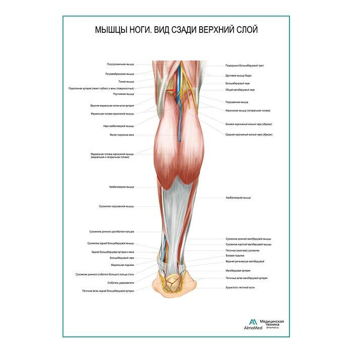 Мышцы ноги. Вид сзади, верхний слой (анатомия человека), плакат глянцевый А1+, плотная фотобумага от #1