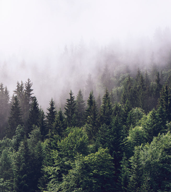 Фотообои GrandPik 2082 "Горный лес в тумане" (ШхВ), 250х280 см #1