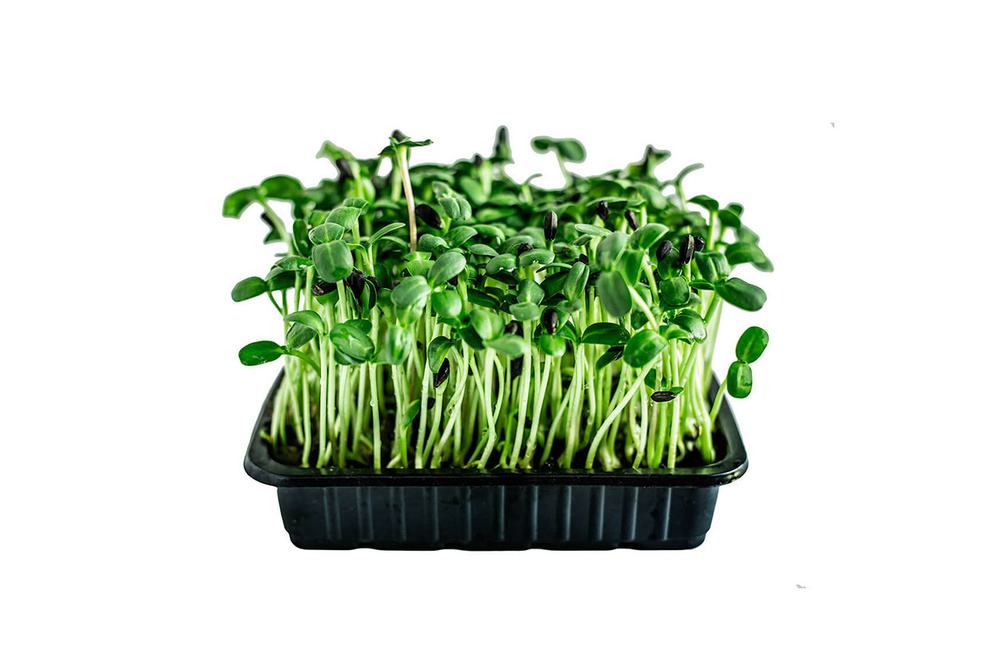 Семена микрозелени Подсолнечник - 1000 г #1